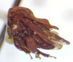 Tylopelta
