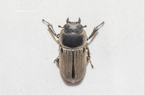 Dorcus hirticornis hirticornis