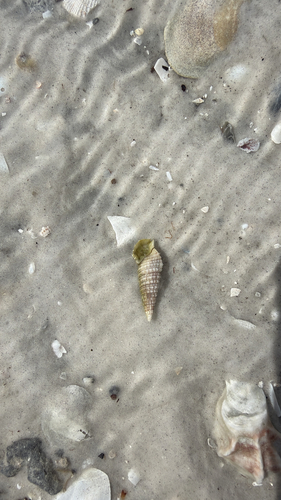 Cerithium atratum observed 2026-09-05