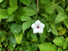 Ipomoea sagittifolia