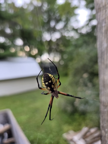 Yellow Garden Spider
