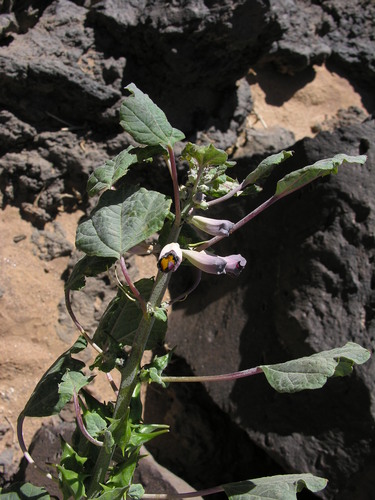 Rogeria adenophylla subsp. adenophylla image