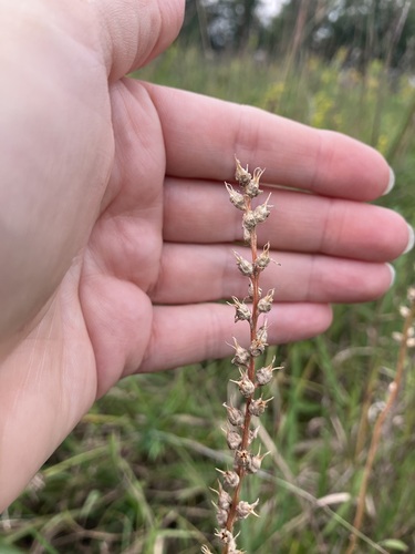 Aletris farinosa observed 2026-09-08