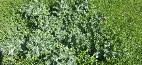 milk thistle