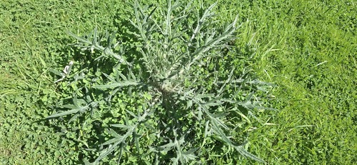 Bull Thistle