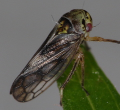Oncopsis carpini