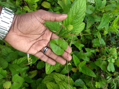 Ipomoea sagittifolia