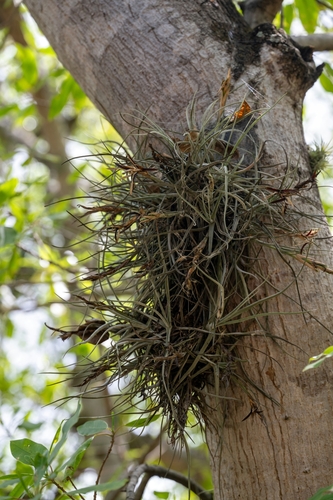 Tillandsia schiedeana, photograph 1