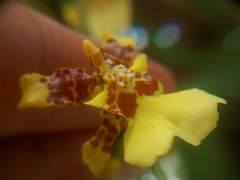 Oncidium sphacelatum
