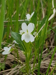 Viola accrescens