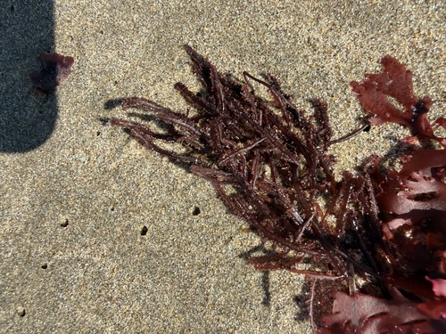 Neoptilota californica, 2026-09-08