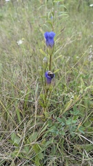 Gentianopsis crinita, photograph author not stated, no rights reserved