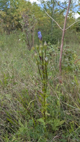 Gentianopsis crinita, photograph 4