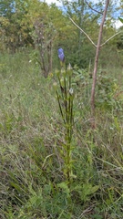 Gentianopsis crinita, photograph author not stated, no rights reserved