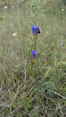 Gentianopsis crinita, photograph author not stated, no rights reserved
