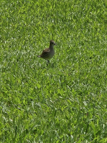 iNaturalist image