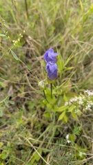 Gentianopsis crinita, photograph author not stated, no rights reserved