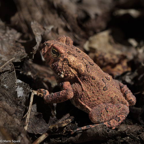 American Toad