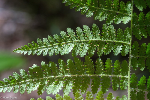 hay-scented fern