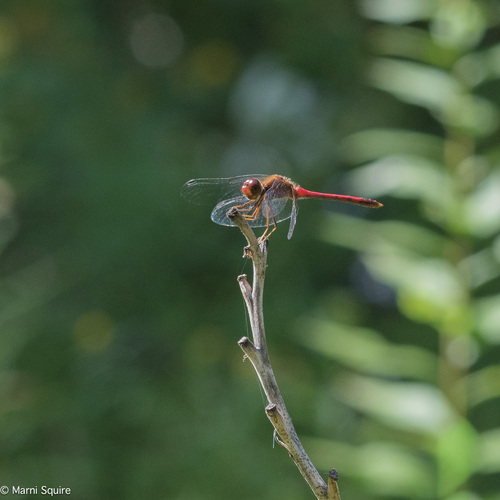 Autumn Meadowhawk