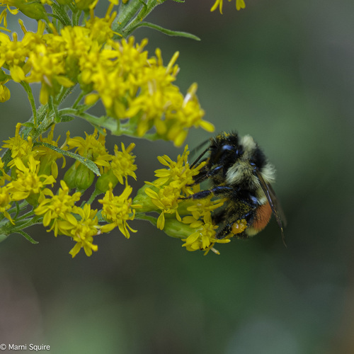 Tricolored Bumble Bee