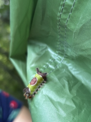 Saddleback Caterpillar Moth
