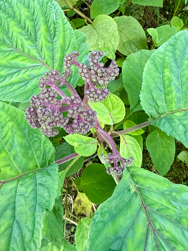Bartlettina sordida