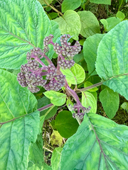 Bartlettina sordida