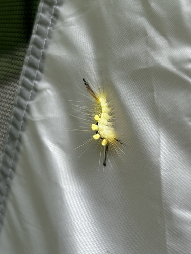 White-marked Tussock Moth