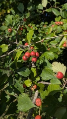 Crataegus punctata, photograph author not stated, no rights reserved