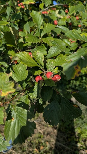 Crataegus punctata, photograph 3