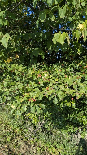 Crataegus punctata, photograph 1