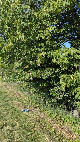 Crataegus punctata, photograph 4