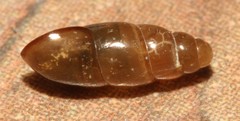 Cochlicopa morseana
