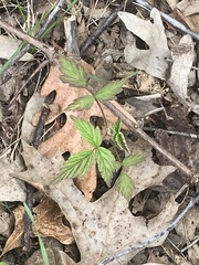 Rubus pubescens