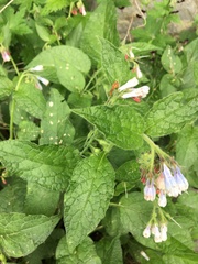 Symphytum asperum