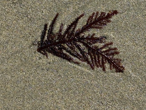 Ptilota filicina observed 2026-09-08