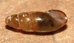 Cochlicopa morseana