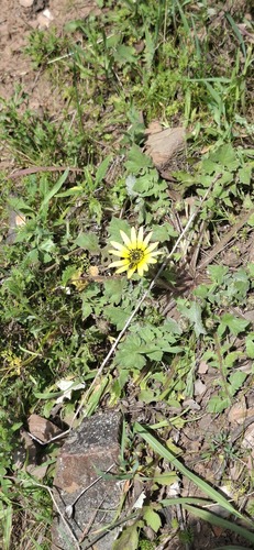 Capeweed