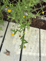 Pulicaria paludosa, photograph (c) Gavin Skeen, some rights reserved (CC BY)