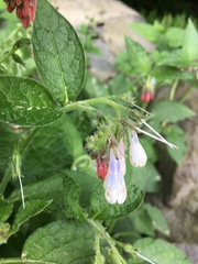 Symphytum asperum