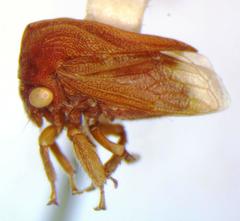 Membracinae