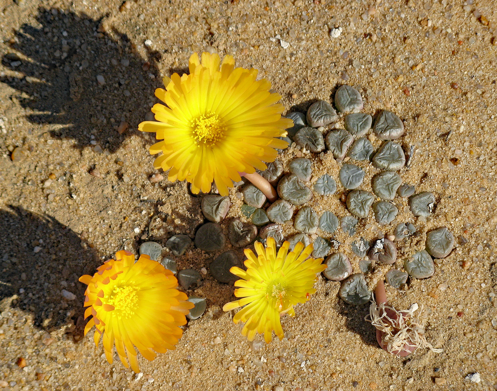 Fenestraria