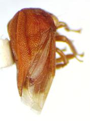 Membracinae