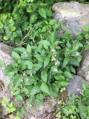 Symphytum asperum