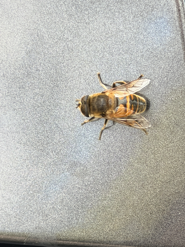 Common Drone Fly