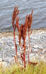 Rumex occidentalis, photograph (c) Bailey Duncan, some rights reserved (CC BY)
