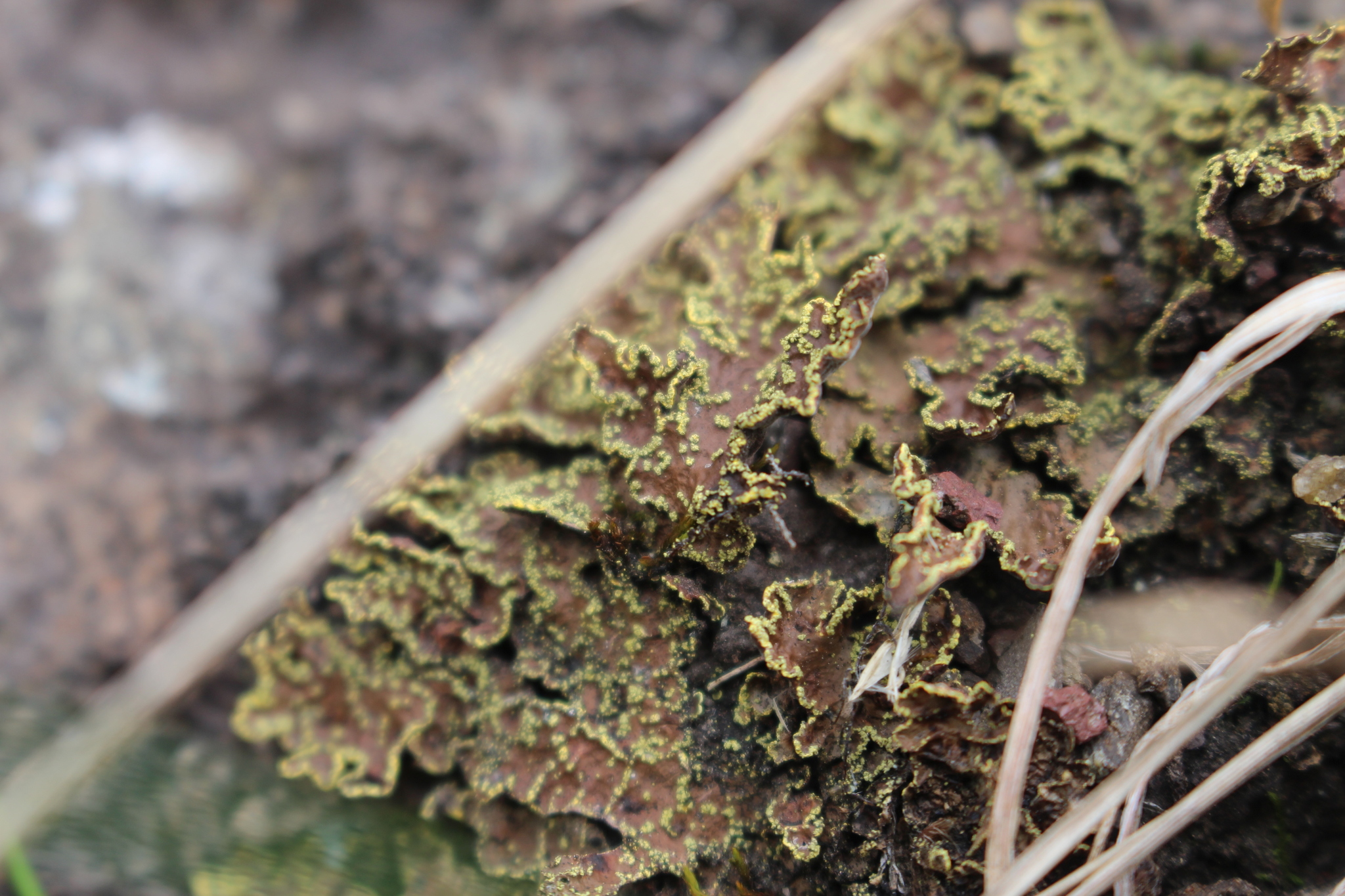 Pseudocyphellaria crocata image