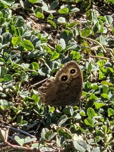 Common Wood-Nymph