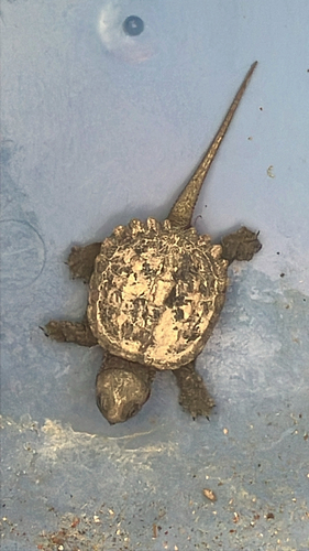 Common Snapping Turtle